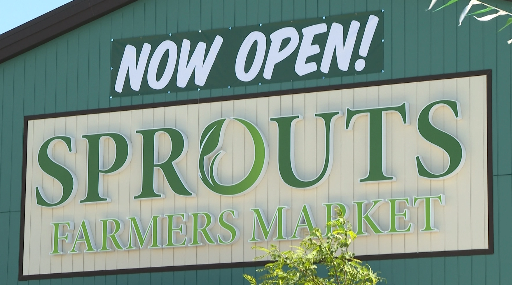 sprouts open